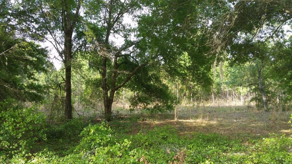 Brush Clearing After